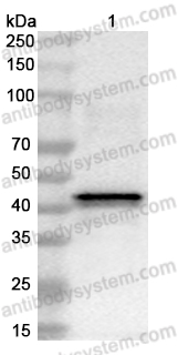 Anti-Monkeypox virus/MPXV B2R/HA/Hemagglutinin Polyclonal Antibody